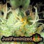 Zkittlez OG Auto by Barneys Farm THC CBD Close Up Trichomes Potency Yield Indica Sativa Strain Pic Images