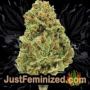 No.1 Auto by Short Stuff Buds Weed Ganja Skunk Pot Reefer Dope Herb Pics Images