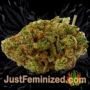 No.1 Auto by Short Stuff Buds Weed Ganja Skunk Pot Reefer Dope Herb Pics Images