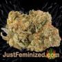No.1 Auto by Short Stuff Buds Weed Ganja Skunk Pot Reefer Dope Herb Pics Images