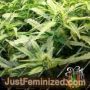 Russian Rocket Fuel Auto by Short Stuff Cannabis Seeds For Sale at Just Feminized