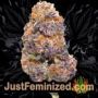 Russian Rocket Fuel Auto by Short Stuff Buds Weed Ganja Skunk Pot Reefer Dope Herb Pics Images