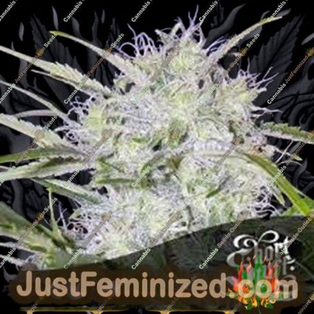 Snowryder Auto by Short Stuff Cannabis Seeds For Sale at Just Feminized