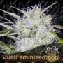 Snowryder Auto by Short Stuff Cannabis Seeds For Sale at Just Feminized