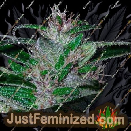 Super Cali Haze Auto by Short Stuff Cannabis Seeds For Sale at Just Feminized