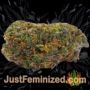 Super Cali Haze Auto by Short Stuff Buds Weed Ganja Skunk Pot Reefer Dope Herb Pics Images