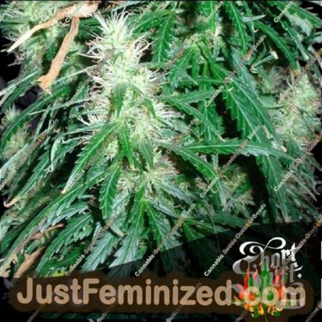 Super Stinky Super Auto by Short Stuff Cannabis Seeds For Sale at Just Feminized