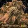 Las Vega Sour Bubba by SinCity Seeds Cannabis Seeds For Sale at Just Feminized