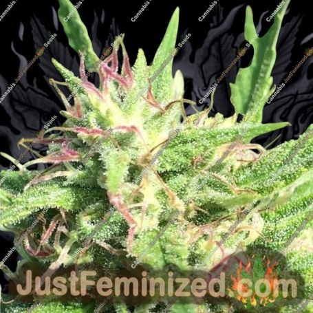 Albino Rhino by BC Bud Depot Cannabis Seeds For Sale at Just Feminized