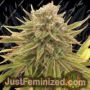Treasure Island by SinCity Seeds Cannabis Seeds For Sale at Just Feminized