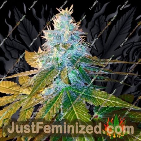 Triple Cherry Diesel by SinCity Seeds Cannabis Seeds For Sale at Just Feminized
