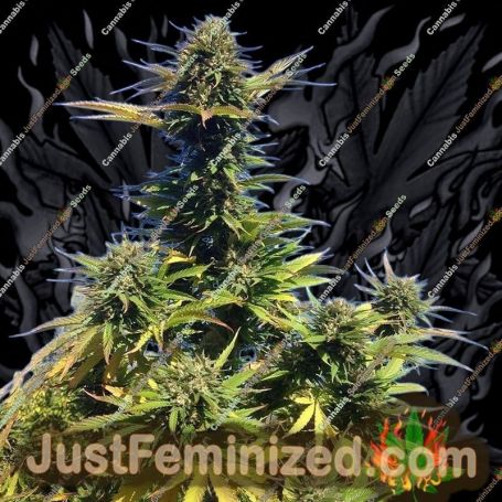 White Cranberries by SinCity Seeds Cannabis Seeds For Sale at Just Feminized