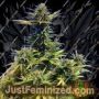 White Cranberries by SinCity Seeds Cannabis Seeds For Sale at Just Feminized
