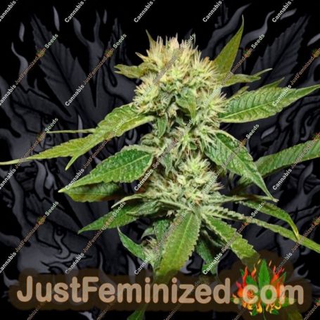 Afghan Delight by Soma Seeds Cannabis Seeds For Sale at Just Feminized