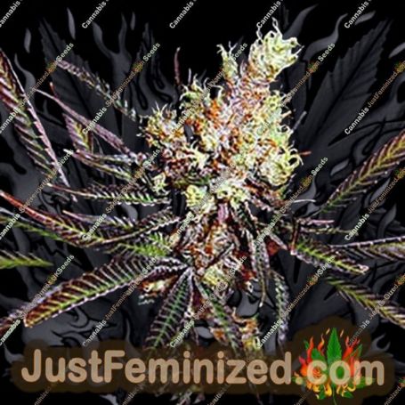Amethyst Bud by Soma Seeds Cannabis Seeds For Sale at Just Feminized