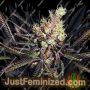 Amethyst Bud by Soma Seeds Cannabis Seeds For Sale at Just Feminized