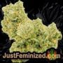 Amethyst Bud by Soma Seeds Buds Weed Ganja Skunk Pot Reefer Dope Herb Pics Images