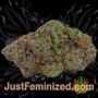 Amethyst Bud by Soma Seeds Buds Weed Ganja Skunk Pot Reefer Dope Herb Pics Images