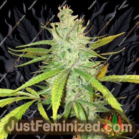 Amnesia Haze by Soma Seeds Cannabis Seeds For Sale at Just Feminized