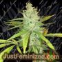 Amnesia Haze by Soma Seeds Cannabis Seeds For Sale at Just Feminized