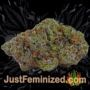 Amnesia Haze by Soma Seeds Buds Weed Ganja Skunk Pot Reefer Dope Herb Pics Images