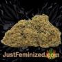 Amnesia Haze by Soma Seeds Buds Weed Ganja Skunk Pot Reefer Dope Herb Pics Images