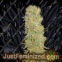 Big Kahuna by Soma Seeds Cannabis Seeds For Sale at Just Feminized
