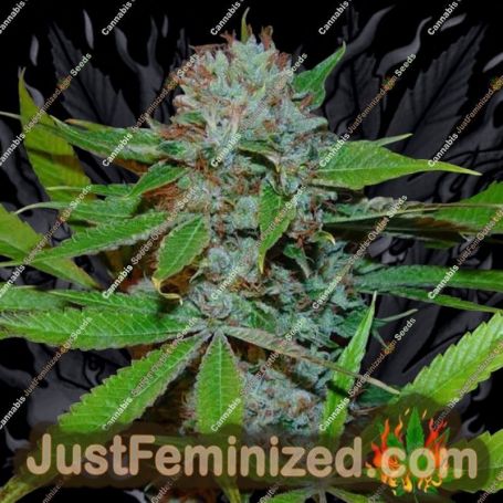 Buddhas Sister by Soma Seeds Cannabis Seeds For Sale at Just Feminized