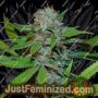 Buddhas Sister by Soma Seeds Cannabis Seeds For Sale at Just Feminized