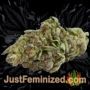 Buddhas Sister by Soma Seeds Buds Weed Ganja Skunk Pot Reefer Dope Herb Pics Images