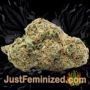 Buddhas Sister by Soma Seeds Buds Weed Ganja Skunk Pot Reefer Dope Herb Pics Images