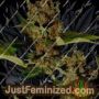 G13 Haze x Free Tibet by Soma Seeds Cannabis Seeds For Sale at Just Feminized