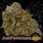 G13 Haze x Free Tibet by Soma Seeds Buds Weed Ganja Skunk Pot Reefer Dope Herb Pics Images