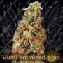 G13 Haze x NYC Diesel by Soma Seeds Cannabis Seeds For Sale at Just Feminized