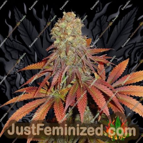 G13 Haze x Somango by Soma Seeds Cannabis Seeds For Sale at Just Feminized