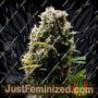 Kushadelic by Soma Seeds Cannabis Seeds For Sale at Just Feminized