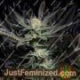 Lavender OG by Soma Seeds Cannabis Seeds For Sale at Just Feminized