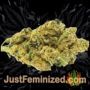 Lavender OG by Soma Seeds Buds Weed Ganja Skunk Pot Reefer Dope Herb Pics Images