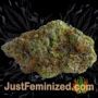 Lavender OG by Soma Seeds Buds Weed Ganja Skunk Pot Reefer Dope Herb Pics Images