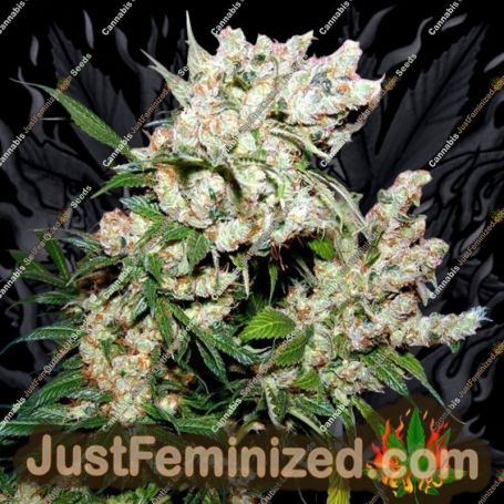 New York City Diesel by Soma Seeds Cannabis Seeds For Sale at Just Feminized