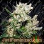 New York City Diesel by Soma Seeds Cannabis Seeds For Sale at Just Feminized