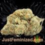 New York City Diesel by Soma Seeds Buds Weed Ganja Skunk Pot Reefer Dope Herb Pics Images
