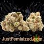 New York City Diesel by Soma Seeds Buds Weed Ganja Skunk Pot Reefer Dope Herb Pics Images