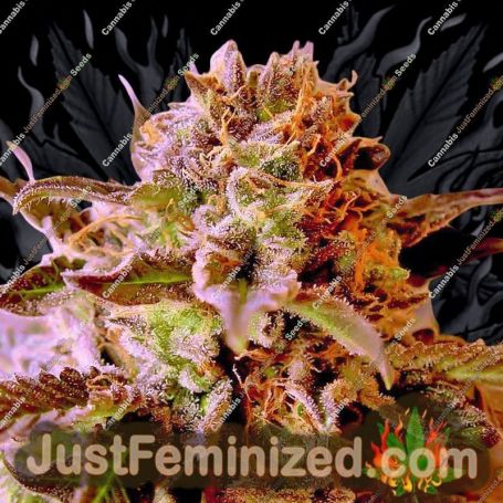 So G Kush by Soma Seeds Cannabis Seeds For Sale at Just Feminized