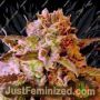 So G Kush by Soma Seeds Cannabis Seeds For Sale at Just Feminized