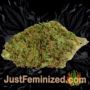 So G Kush by Soma Seeds Buds Weed Ganja Skunk Pot Reefer Dope Herb Pics Images