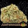 So G Kush by Soma Seeds Buds Weed Ganja Skunk Pot Reefer Dope Herb Pics Images
