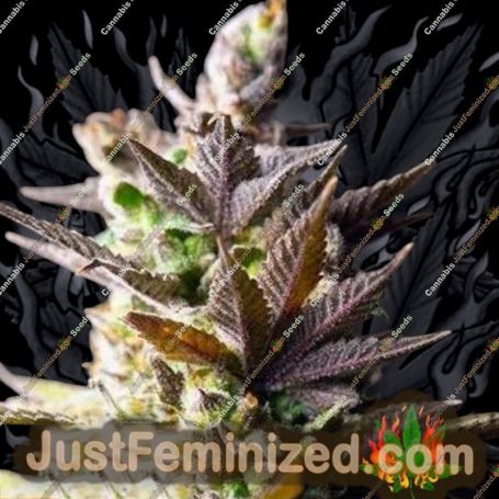 So Mint Cookies by Soma Seeds Cannabis Seeds For Sale at Just Feminized