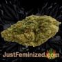 So Mint Cookies by Soma Seeds Buds Weed Ganja Skunk Pot Reefer Dope Herb Pics Images