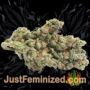 So Mint Cookies by Soma Seeds Buds Weed Ganja Skunk Pot Reefer Dope Herb Pics Images